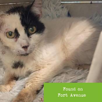 Domestic Short Hair Cats Available for Adoption in Lynchburg, Virginia - Cynthia | PetCurious
