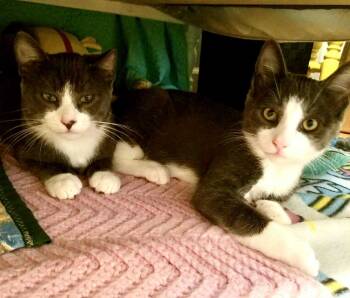 Rescue Domestic Short Hair Cats for Adoption in Minneapolis, Minnesota - Mickey & Mousey | PetCurious