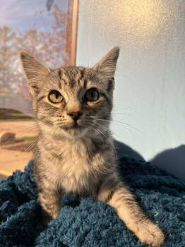 Rescue Domestic Short Hair and Tabby Cats for Adoption in Livonia, Michigan - C305 Litter Eggnog | PetCurious