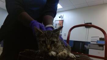 Domestic Short Hair Cats Available for Adoption in Doral, Florida - SEEKER | PetCurious