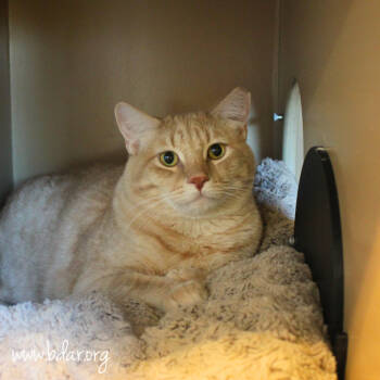 Rescue Domestic Short Hair Cats for Adoption in Cheyenne, Wyoming - Denji | PetCurious