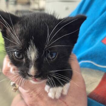 Domestic Short Hair Cats Available for Adoption in Montgomery, Alabama - Little Guy | PetCurious