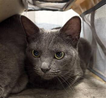 COMET -  Domestic Short Hair Cat for Adoption in Indianapolis, Indiana - COMET | PetCurious