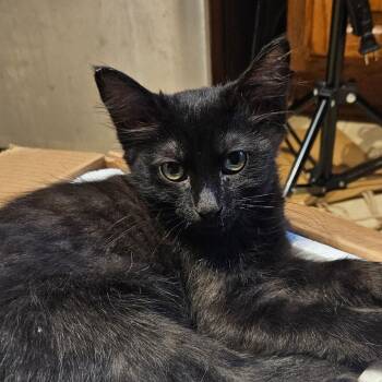 Rescue Domestic Medium Hair Cats for Adoption in Santa Ana, California - Thing | PetCurious