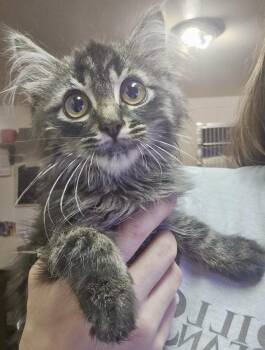 Knox -  Domestic Long Hair Cat for Adoption in Pocatello, Idaho - Knox | PetCurious