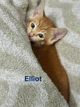 ELLIOT -  Domestic Short Hair Cat for Adoption in Fort Myers, Florida - ELLIOT | PetCurious