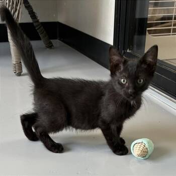 Ravioli -  Domestic Short Hair Cat for Adoption in Ponca City, Oklahoma - Ravioli | PetCurious