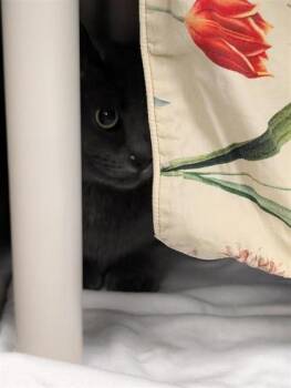 Lola -  Domestic Short Hair Cat for Adoption in Montreal, Quebec - Lola | PetCurious
