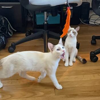 Rescue Siamese and Snowshoe Cats for Adoption in Agoura Hills, California - Kirby | PetCurious