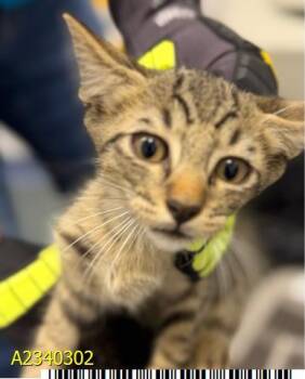 QUARTER -  Domestic Short Hair Cat for Adoption in West Palm Beach, Florida - QUARTER | PetCurious