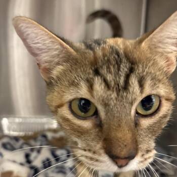 Ivy -  Domestic Short Hair Cat for Adoption in Bentonville, Arkansas - Ivy | PetCurious