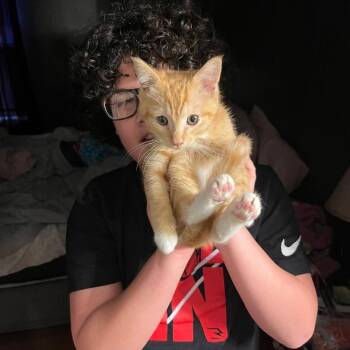 Domestic Short Hair Cats Available for Adoption - Pumpkin | PetCurious