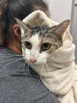 TUX -  Domestic Short Hair Cat for Adoption in Indianapolis, Indiana - TUX | PetCurious