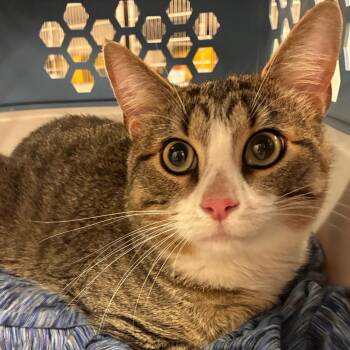 Chopsticks -  Domestic Short Hair Cat for Adoption in Manhattan, Kansas - Chopsticks | PetCurious