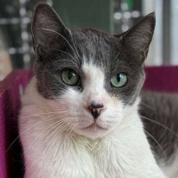 Rescue Domestic Short Hair Cats for Adoption in Tucson, Arizona - Spunk | PetCurious