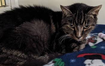 Rescue Domestic Short Hair Cats for Adoption in St. Augustine, Florida - Ollie | PetCurious