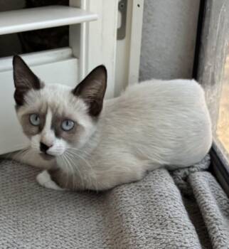 Maddy -  Snowshoe Cat for Adoption in Gilbert, Arizona - Maddy | PetCurious