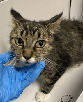 Stacy -  Domestic Short Hair Cat for Adoption in Winnipeg, Manitoba - Stacy | PetCurious
