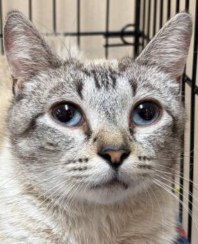 AURORA -  Siamese and Domestic Short Hair Cat for Adoption in Southbury, Connecticut - AURORA | PetCurious