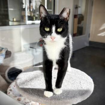 Rescue Domestic Short Hair Cats for Adoption in Amsterdam, New York - Sriracha | PetCurious