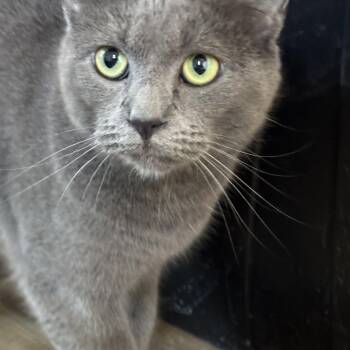 Rescue Domestic Short Hair Cats for Adoption in Hopkinsville, Kentucky - Smokey | PetCurious