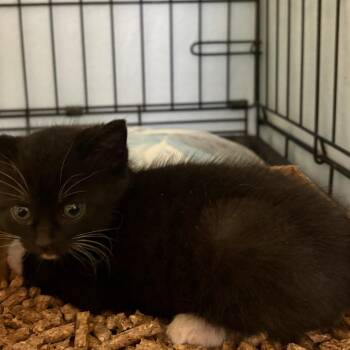 Cordyline -  Domestic Short Hair Cat Available for Adoption in Pennsville Township, New Jersey - Cordyline | PetCurious
