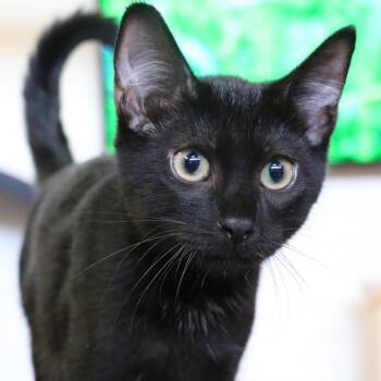 Pond -  Domestic Medium Hair Cat for Adoption in Sarasota, Florida - Pond | PetCurious