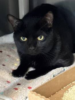 Panther -  Domestic Short Hair Cat for Adoption in Morristown, New Jersey - Panther | PetCurious