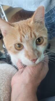 Cheeto -  Domestic Short Hair Cat for Adoption in Franklin, Massachusetts - Cheeto | PetCurious