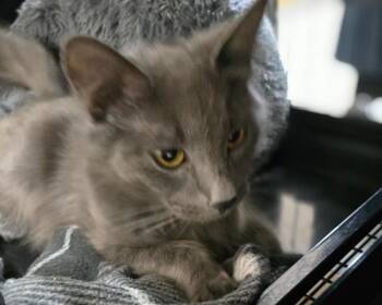 Domestic Medium Hair Cats Available for Adoption in Southbury, Connecticut - GiGi | PetCurious