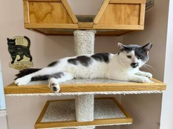 Trout -  Domestic Short Hair Cat for Adoption in Medina, Ohio - Trout | PetCurious