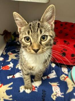 Domestic Short Hair Cats Available for Adoption in Johnson City, Tennessee - Dustin (Gray Station) | PetCurious