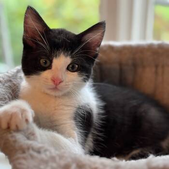 Rescue Domestic Medium Hair Cats for Adoption in Muscatine, Iowa - Twix | PetCurious