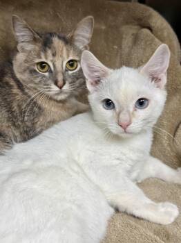 Flame & Cayenne (bonded bffs) -  Domestic Short Hair Cat for Adoption in Frewsburg, New York - Flame & Cayenne (bonded Bffs) | PetCurious
