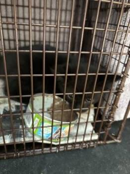 Domestic Short Hair Cats Available for Adoption in West Chester, Pennsylvania - Lux | PetCurious