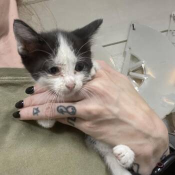 Czar -  Domestic Short Hair Cat for Adoption in Eureka Springs, Arkansas - Czar | PetCurious