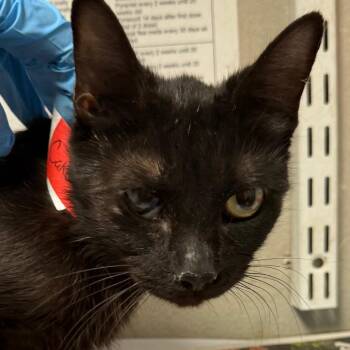 Cake -  Domestic Short Hair Cat for Adoption in Yuma, Arizona - Cake | PetCurious