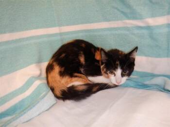 NATALIE -  Domestic Short Hair Cat for Adoption in San Jose, California - NATALIE | PetCurious