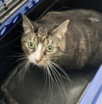 SHY BUG -  Domestic Short Hair Cat for Adoption in Dallas, Texas - SHY BUG | PetCurious