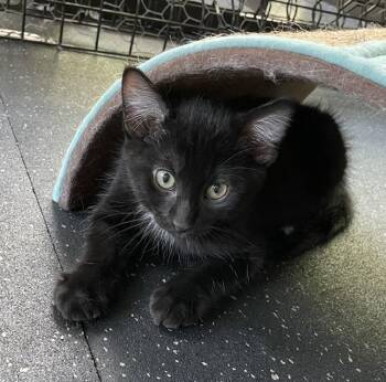 Beep Beep -  Domestic Short Hair Cat for Adoption in Kenosha, Wisconsin - Beep Beep | PetCurious