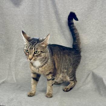 Rhubarb -  Domestic Short Hair Cat for Adoption in Newberg, Oregon - Rhubarb | PetCurious