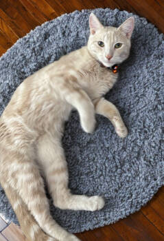 Rescue Tabby and Domestic Short Hair Cats for Adoption in Gilbert, Arizona - Chance | PetCurious