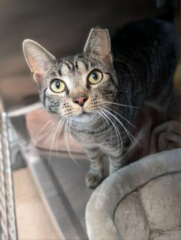 Giovanni -  Domestic Short Hair Cat for Adoption in Chambersburg, Pennsylvania - Giovanni | PetCurious