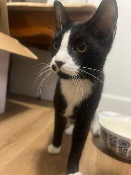 Dean -  Domestic Short Hair Cat for Adoption in Hamilton, Ontario - Dean | PetCurious