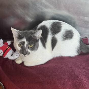 Domestic Short Hair Cats Available for Adoption - Komodo | PetCurious