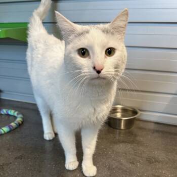 Rescue Domestic Short Hair Cats for Adoption in Hailey, Idaho - Snowflake | PetCurious