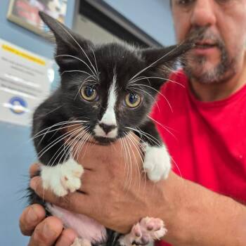 Wayne -  Domestic Short Hair Cat for Adoption in Newark, New Jersey - Wayne | PetCurious