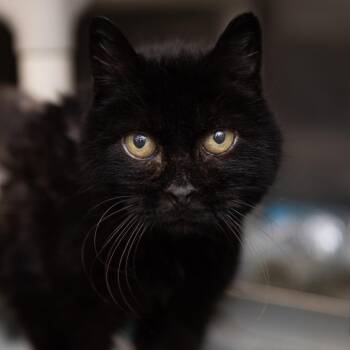 Domestic Short Hair Cats Available for Adoption in Salt Lake City, Utah - Myra | PetCurious