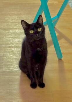 Maleia -  Domestic Short Hair Cat for Adoption in Cumming, Georgia - Maleia | PetCurious