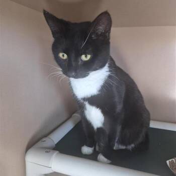 American Shorthair Cats Available for Adoption - Fancy | PetCurious